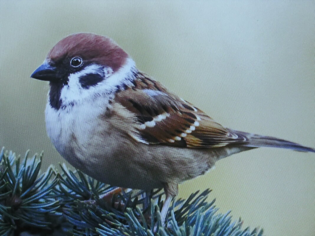 Воробей - Людмила Смородинская