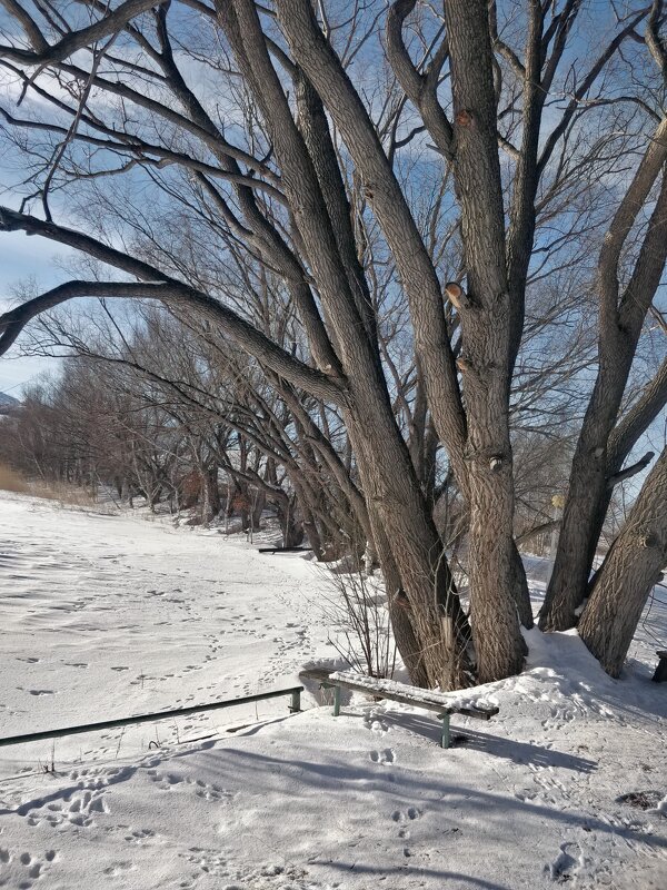 Старое дерево - Андрей Хлопонин Старое дерево - Андрей Хлопонин