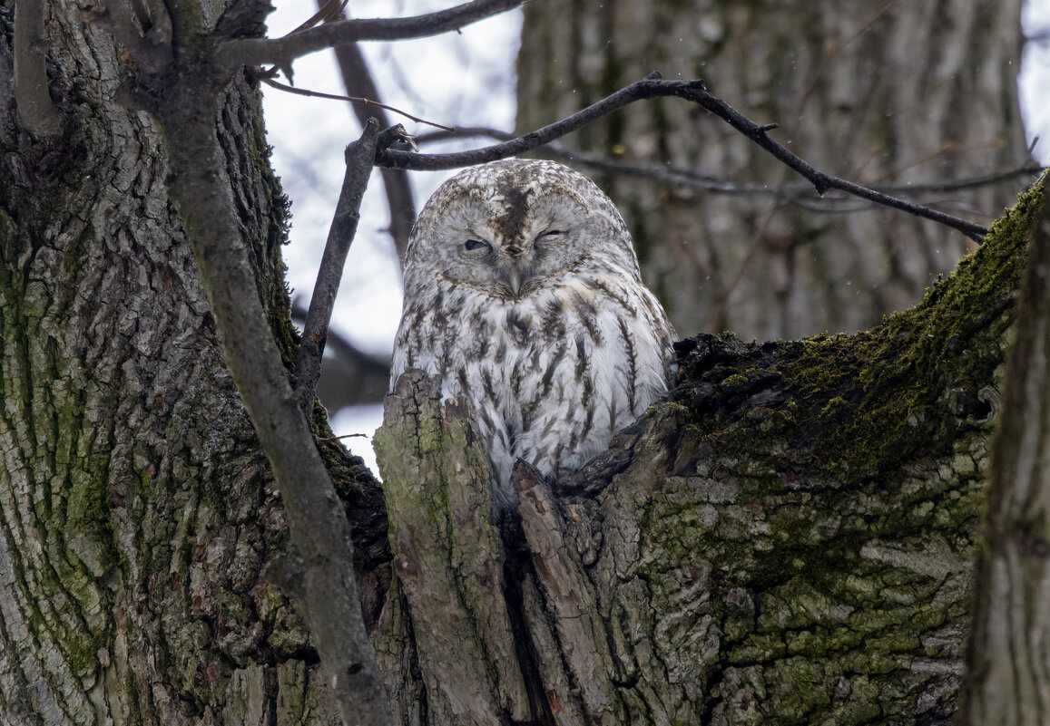 серая неясыть. - юрий макаров серая неясыть. - юрий макаров