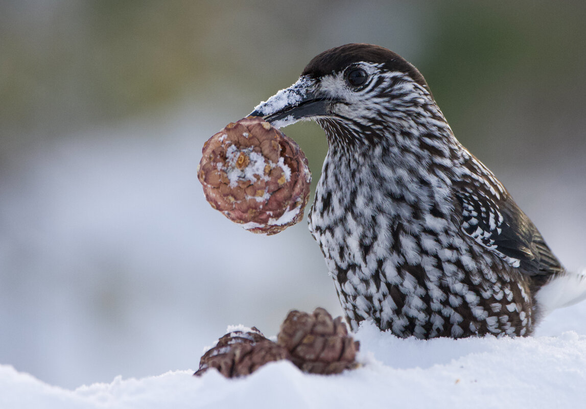 Кедровка - Виктория 