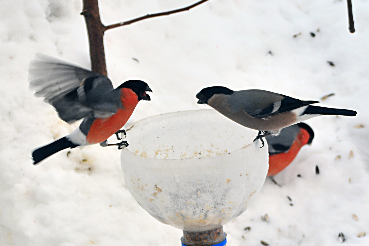птичьи разборки - леонид логинов птичьи разборки - леонид логинов