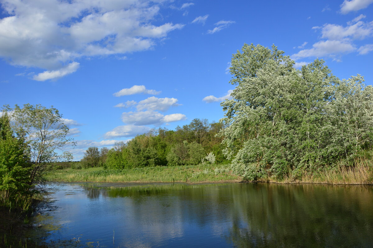 Донские виды. - Виктор Донские виды. - Виктор