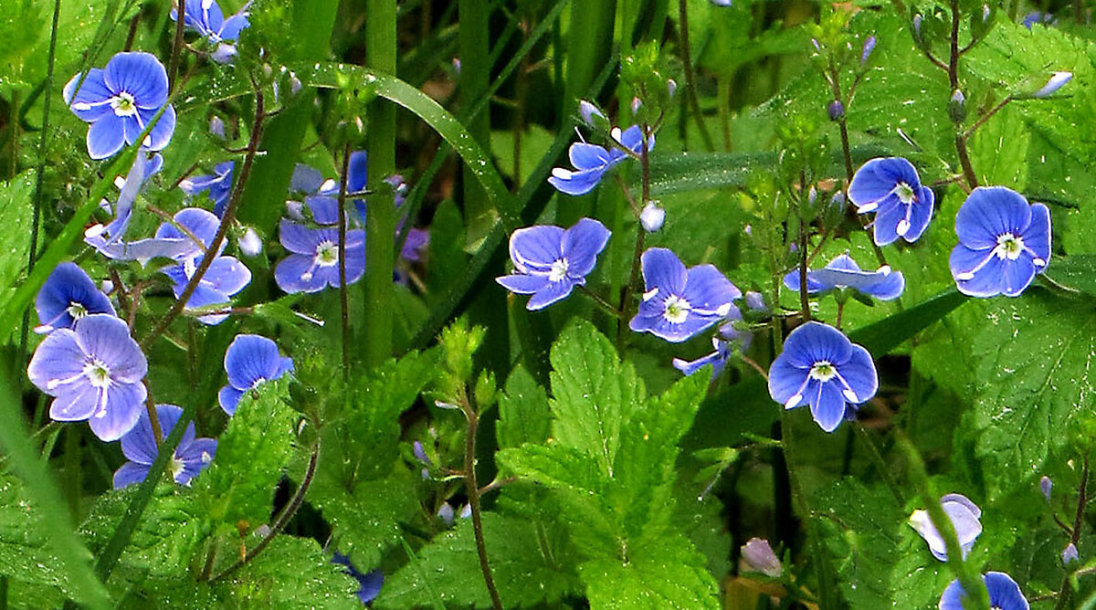 Вероника дубравная - Александр Ильчевский Вероника дубравная - Александр Ильчевский