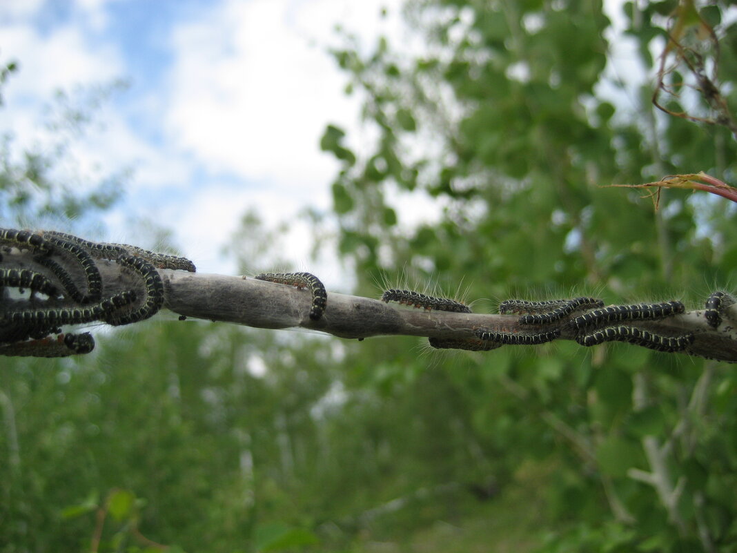 Гусеницы боярышниц - Anna Ivanova Гусеницы боярышниц - Anna Ivanova