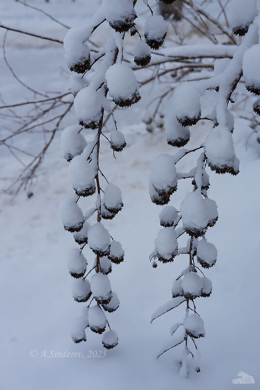 Ветки куста зимой - Александр Синдерёв