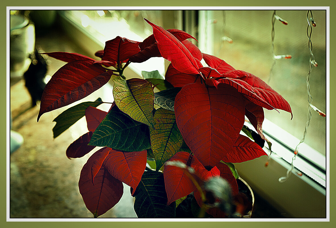 Этюд с цветком на подоконнике - Владимир Кроливец Этюд с цветком на подоконнике - Владимир Кроливец