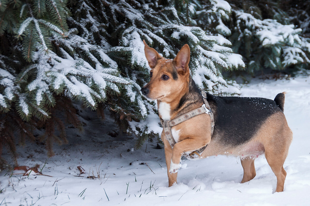 В стойке - Елена Пономарева
