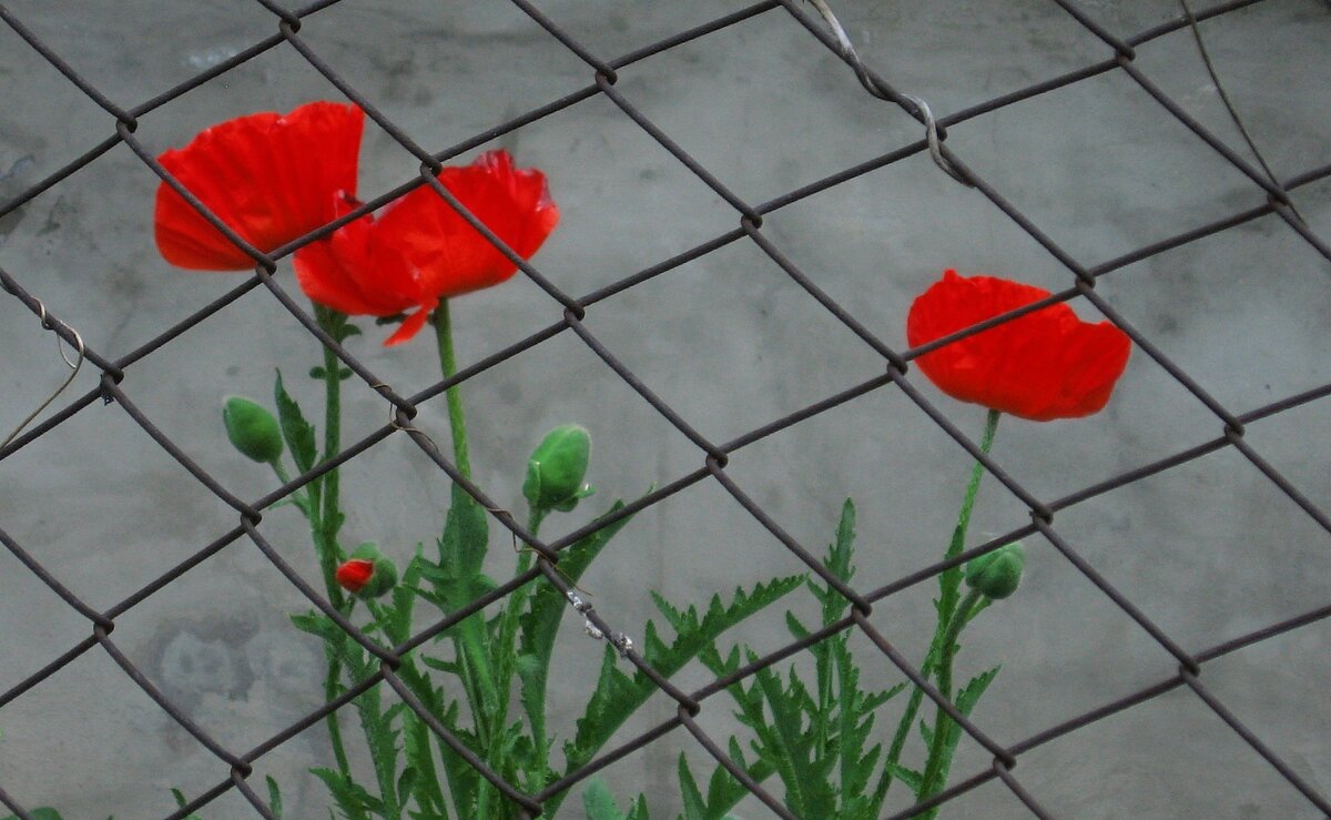 . - Александр Хоменко