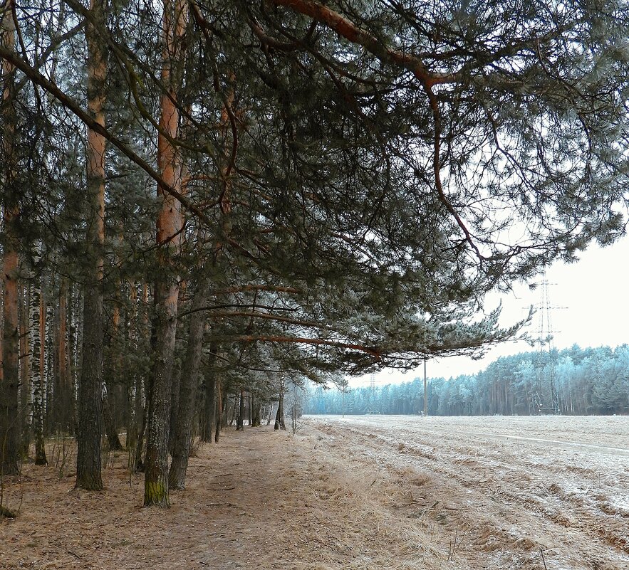 Зимний лес - Леонид leo Зимний лес - Леонид leo