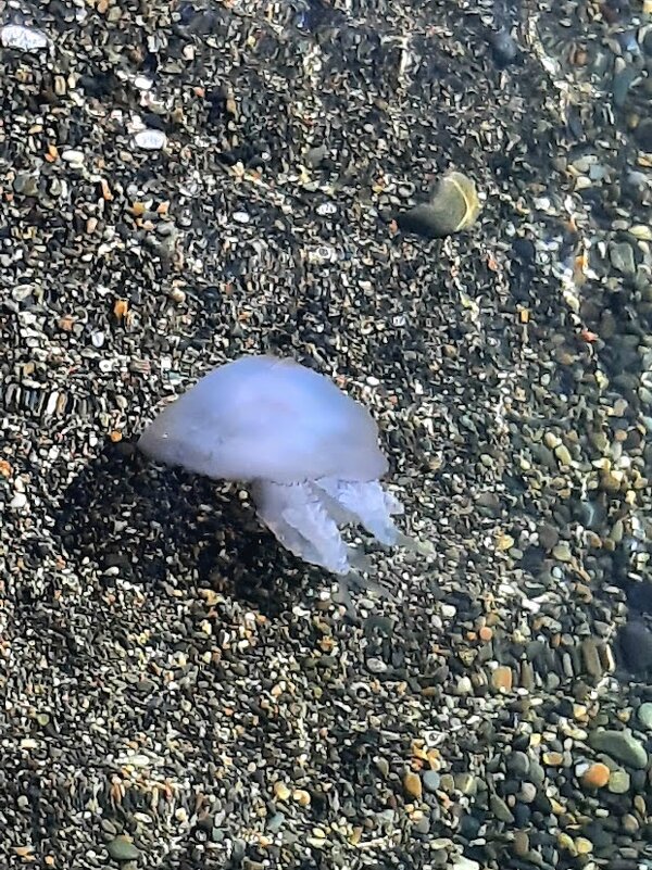 Гребневик Мнемиопсис. Январь 2025 г. Сочи - Tata Wolf Гребневик Мнемиопсис. Январь 2025 г. Сочи - Tata Wolf