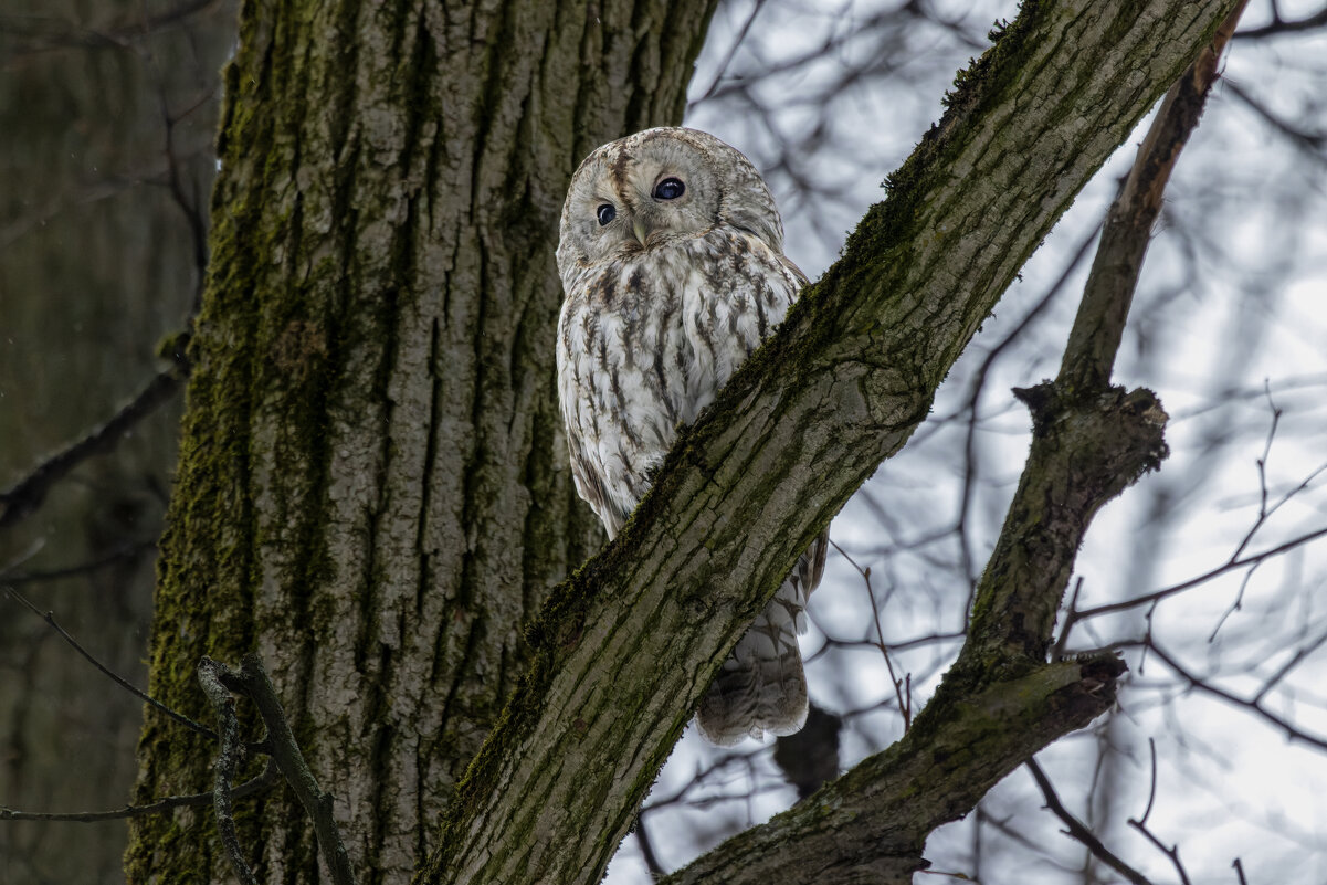 серая неясыть. - юрий макаров серая неясыть. - юрий макаров