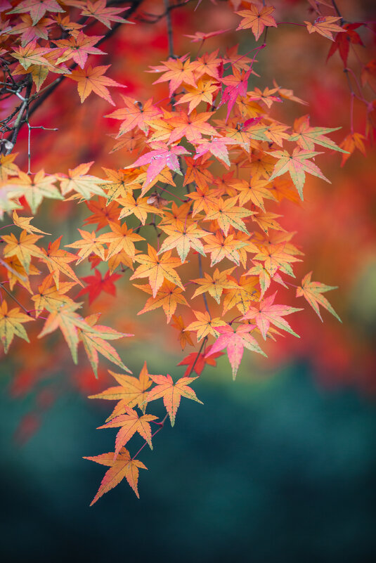 Японский клен - Дмитрий Японский клен - Дмитрий