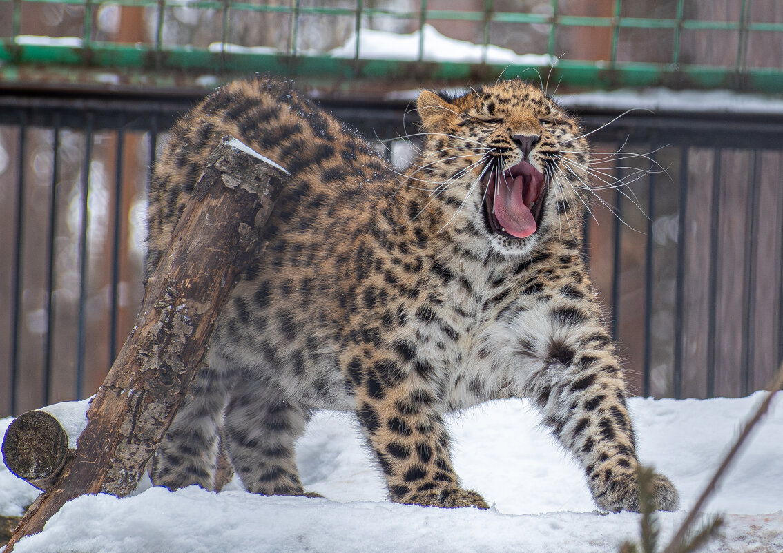 Новосибирский зоопарк имени Р.А. Шило - Михаил Измайлов Новосибирский зоопарк имени Р.А. Шило - Михаил Измайлов