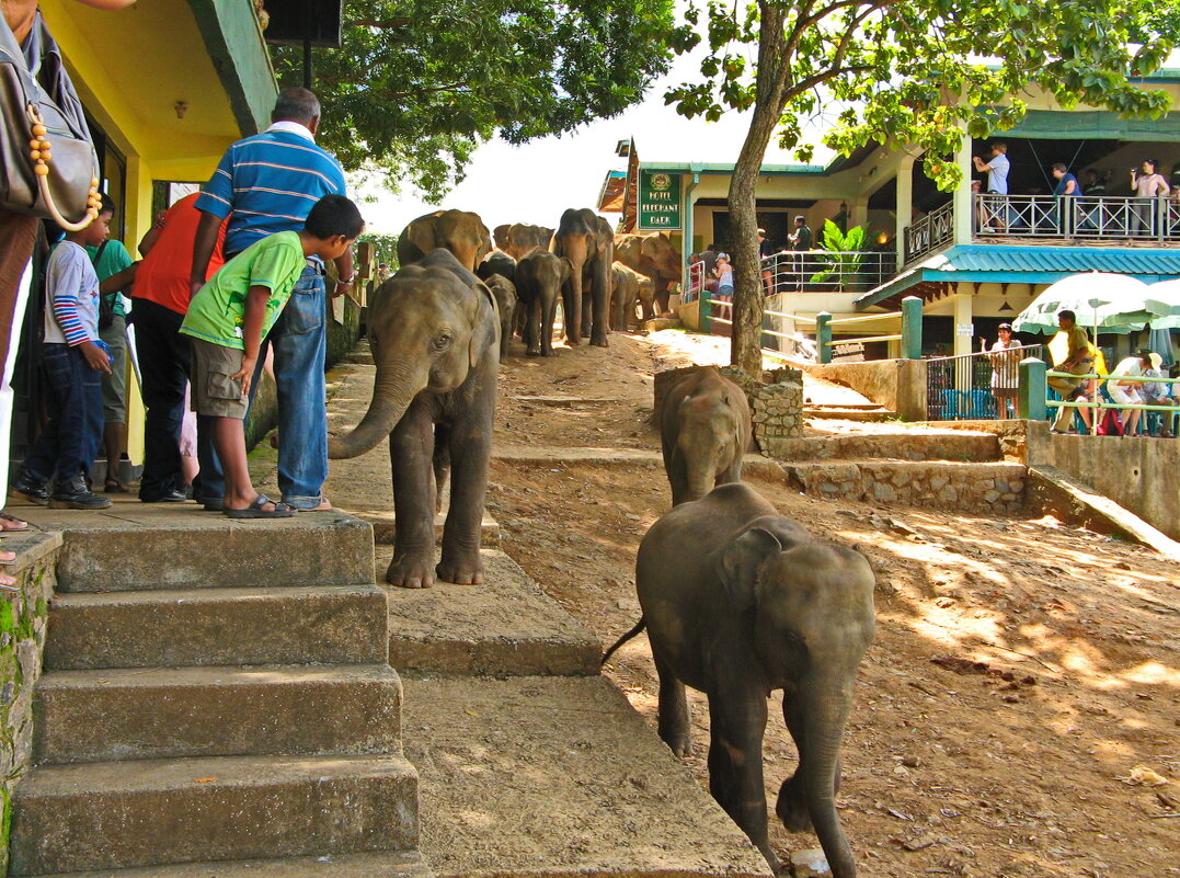 По улице слоны ходили... - Андрей K. По улице слоны ходили... - Андрей K.