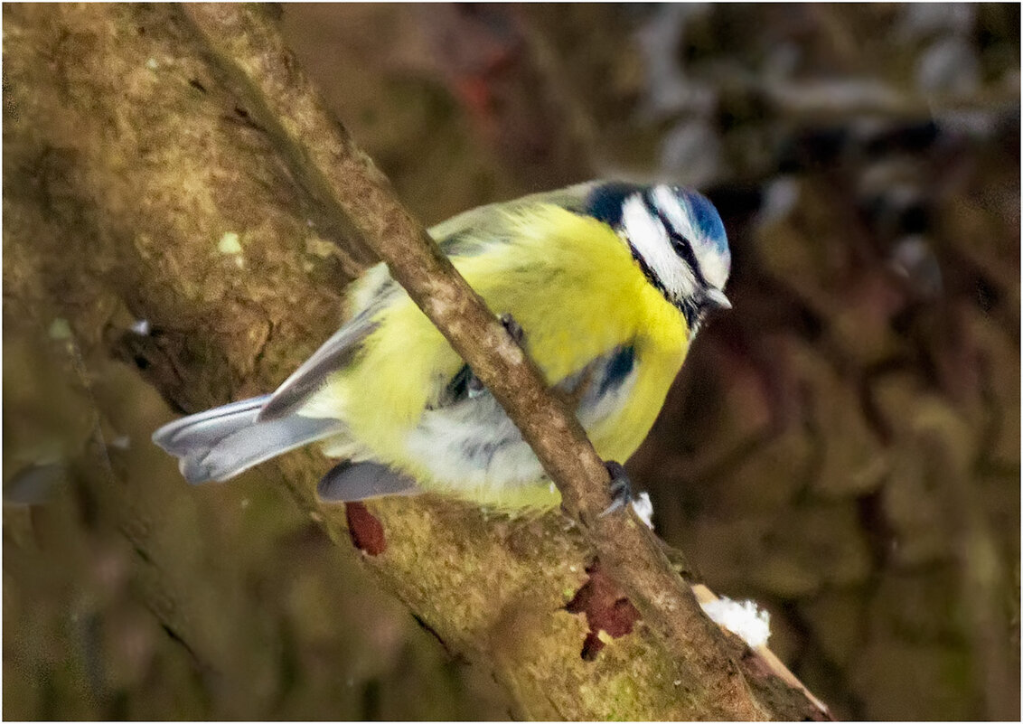 Обыкновенная лазоревка - Валентин Котляров
