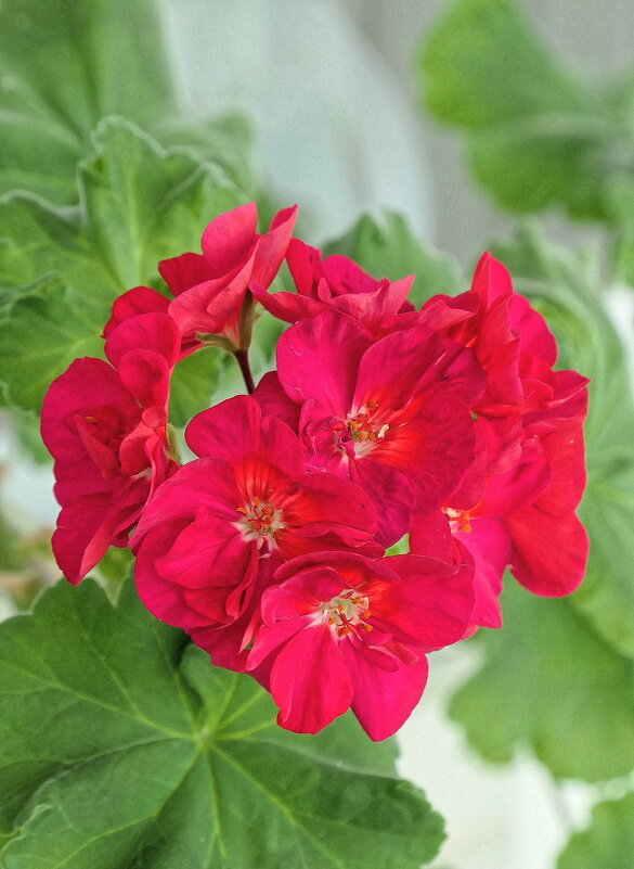 Герань - Валерий Судачок