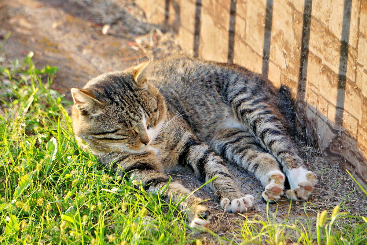 Погреть спинку на солнышке - Валерий Судачок Погреть спинку на солнышке - Валерий Судачок