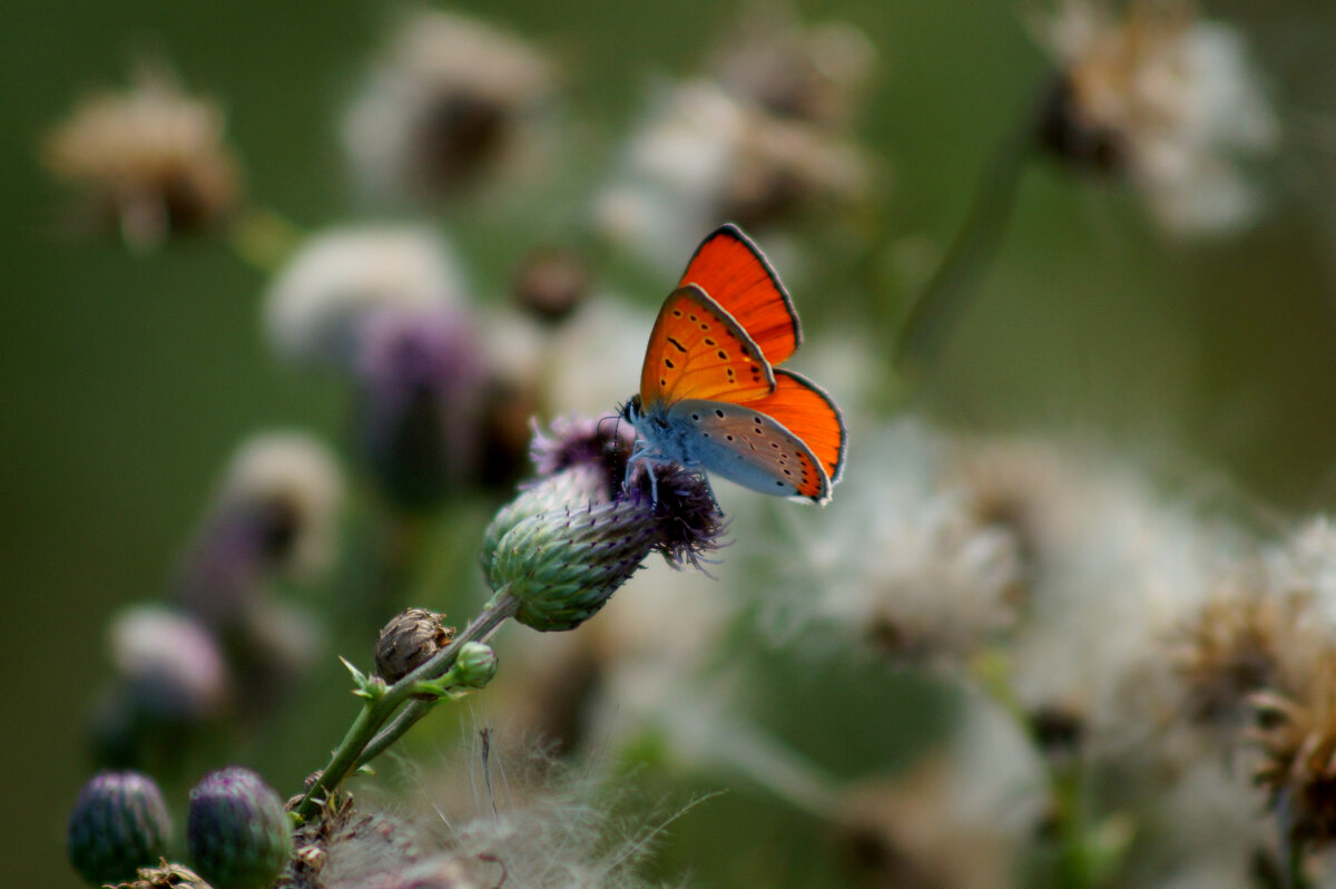 опять про бабочек 339 - Александр Прокудин