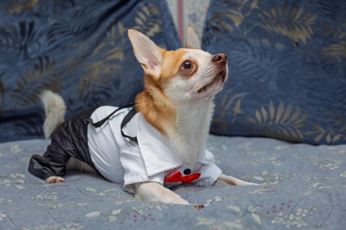 Макс. День рождения-3 года. - Борис Калитенко