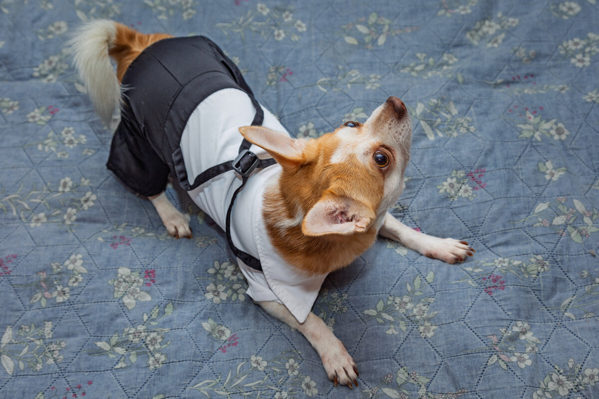 Макс. День рождения-3 года. - Борис Калитенко Макс. День рождения-3 года. - Борис Калитенко