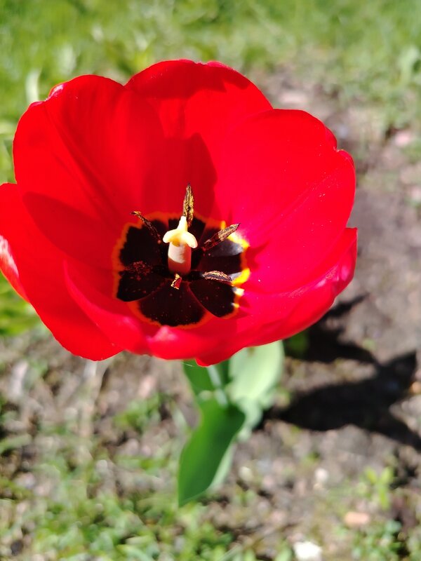 Аленький цветочек - Валентина Жукова Аленький цветочек - Валентина Жукова