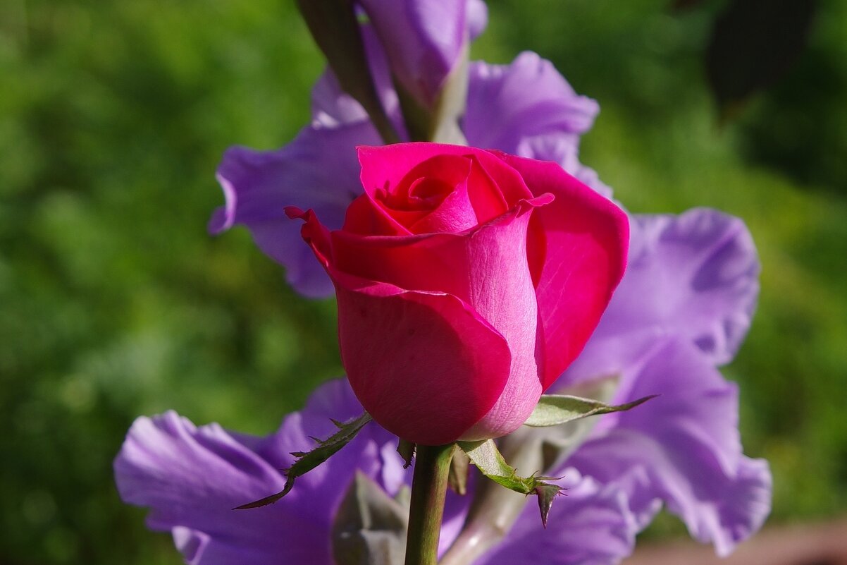 Роза - Сергей Швечков