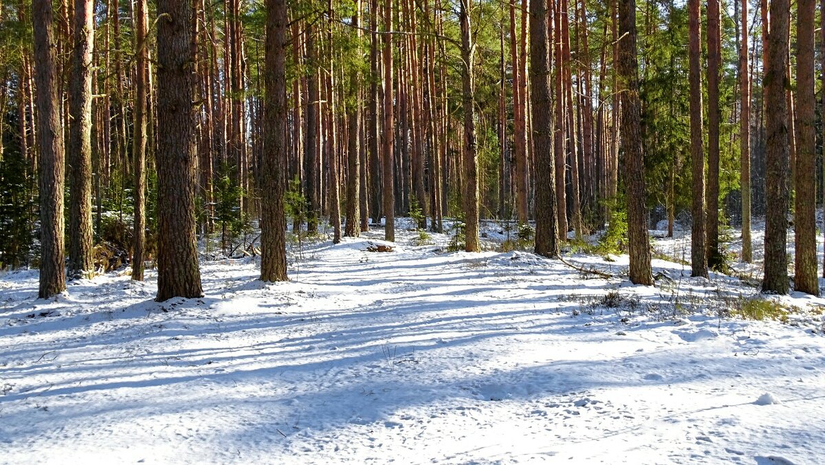 Сосновый бор в феврале. - Милешкин Владимир Алексеевич Сосновый бор в феврале. - Милешкин Владимир Алексеевич