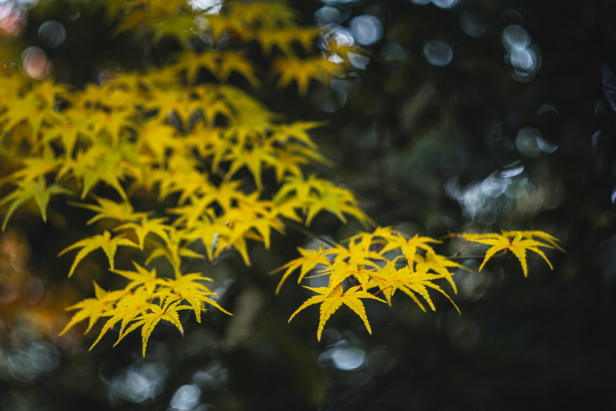 Листья желтые - Дмитрий 