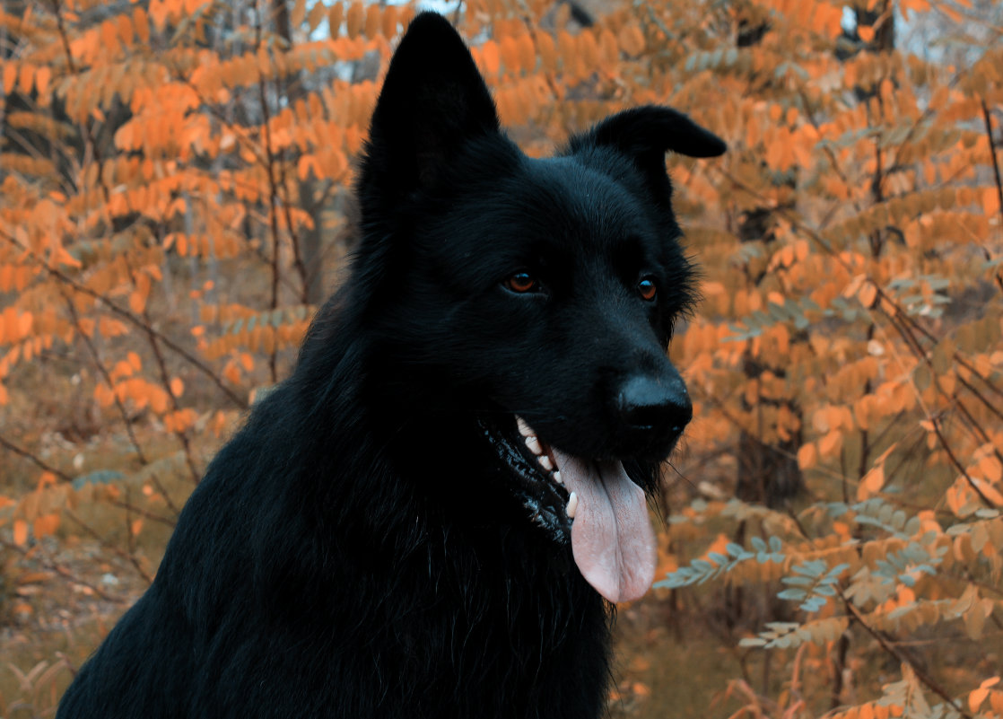 Зевс - Виолетта Петровская Зевс - Виолетта Петровская