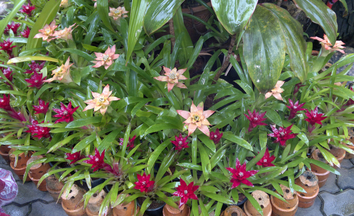 Тропический парк Нонг Нуч - Владимир Шибинский