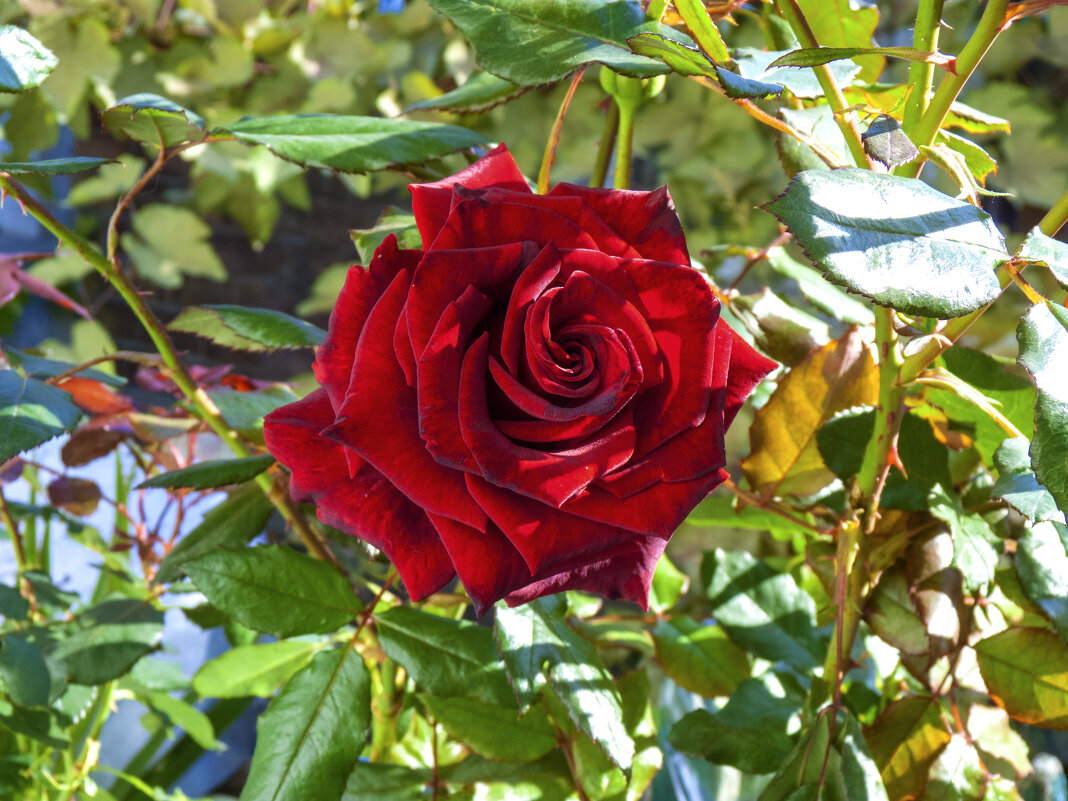 Бархатная роза - Валентин Семчишин Бархатная роза - Валентин Семчишин