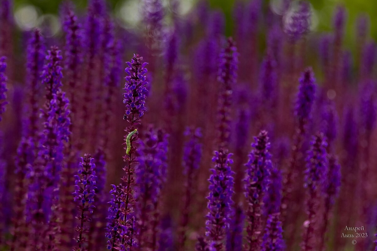 Парк Галицкого. Краснодар - Андрей Lyz