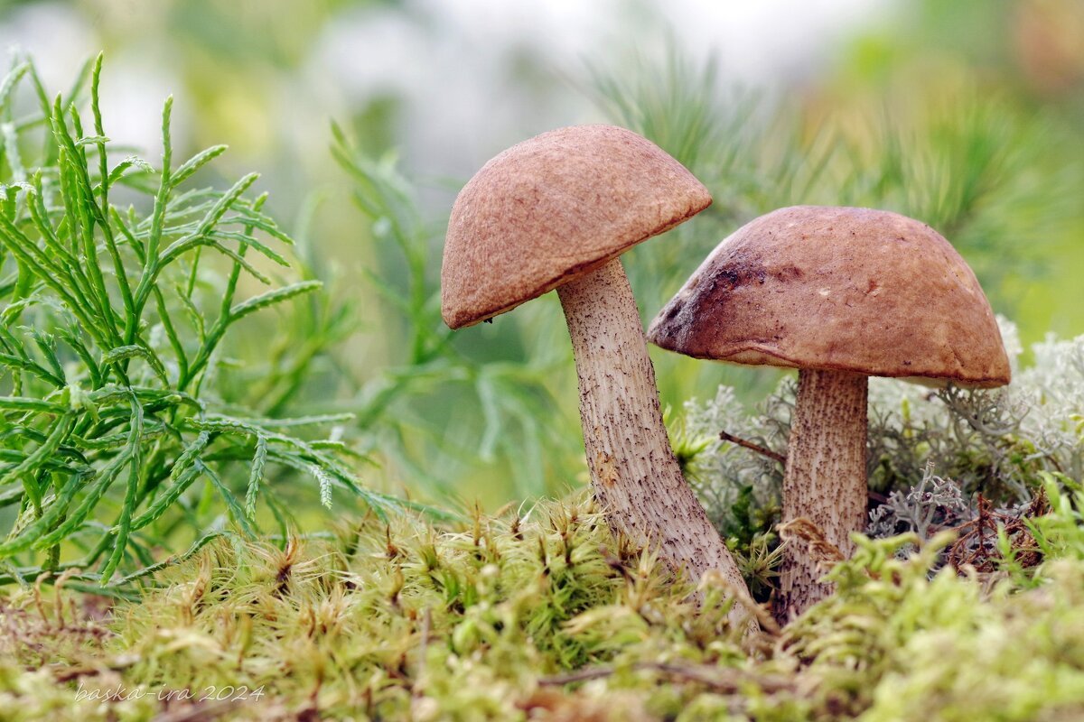 Парочка подберёзовиков - Ирина Баскакова Парочка подберёзовиков - Ирина Баскакова