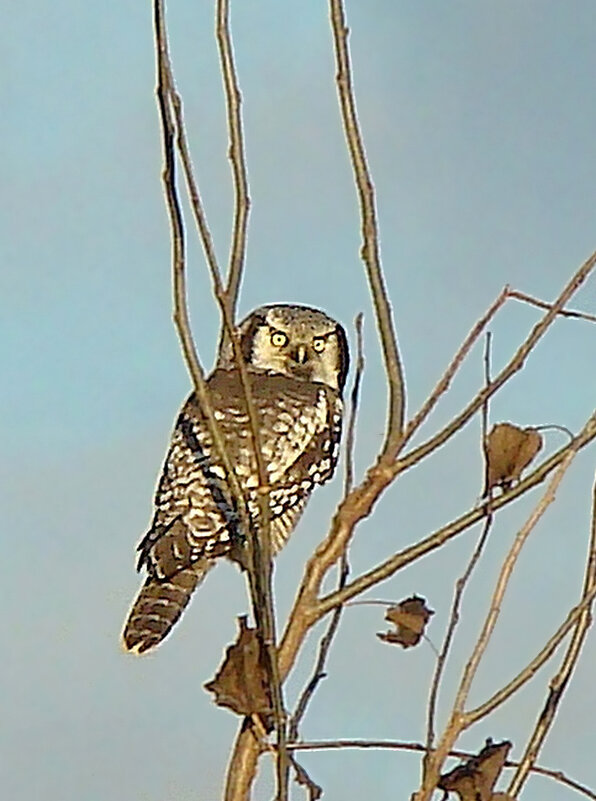 ястебиная сова - gawrilа - dan
