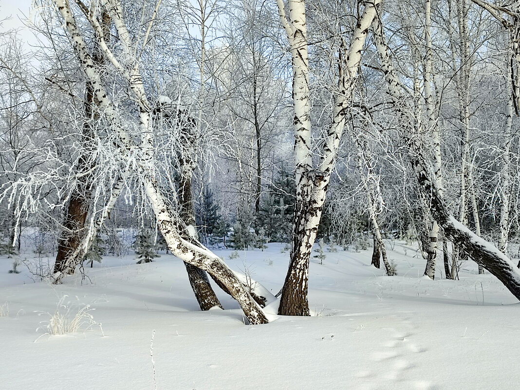 Заметает следы , заметает.... - Валентина Богатко Заметает следы , заметает.... - Валентина Богатко