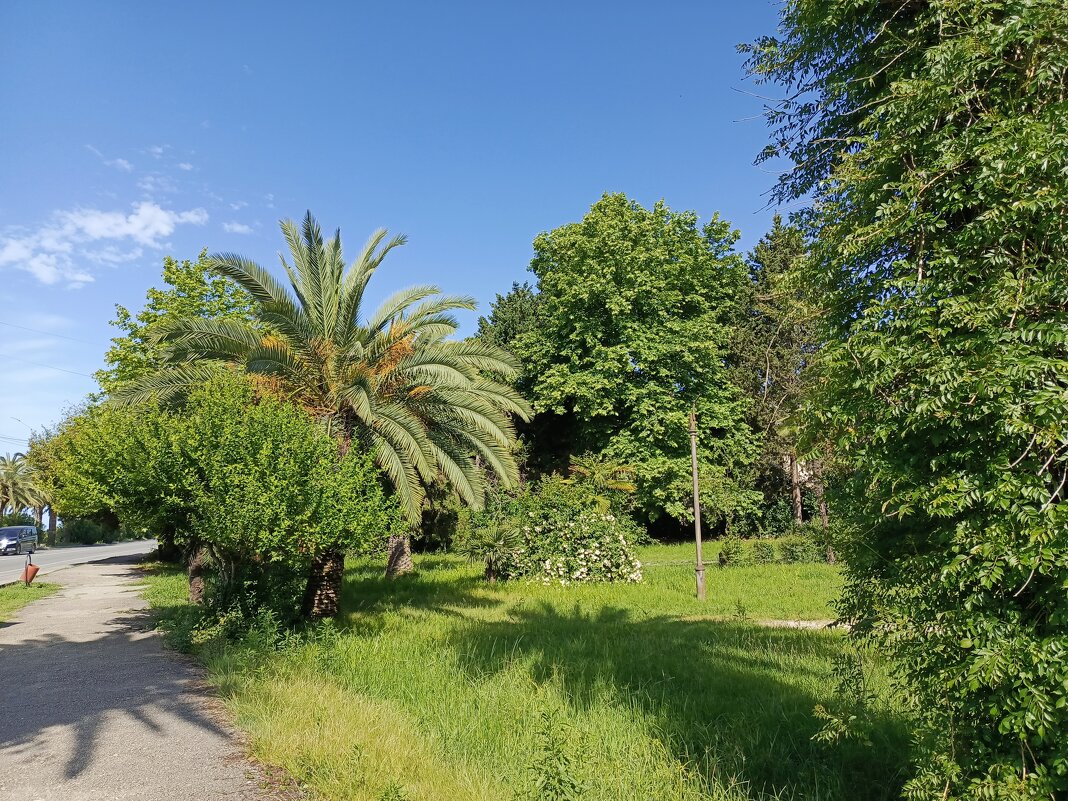 Зелень мая, Абхазия - Татьяна Пальчикова