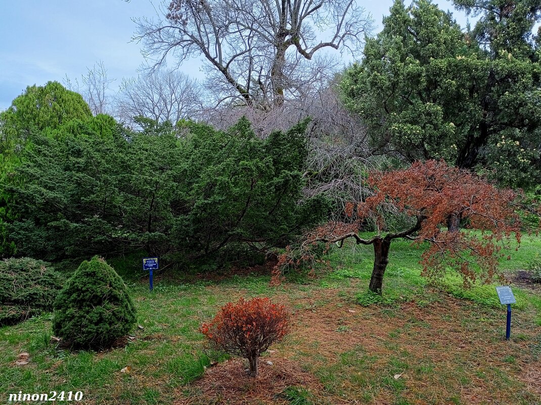 Адлер. Дендропарк "Южные культуры" - Нина Бутко Адлер. Дендропарк "Южные культуры" - Нина Бутко