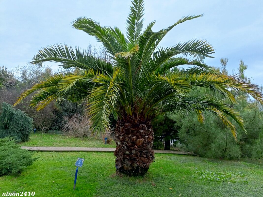 Адлер. Дендропарк "Южные культуры" - Нина Бутко