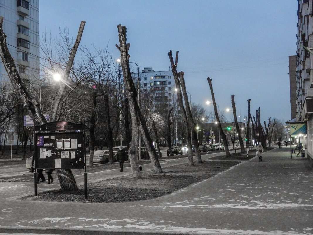 февраль-время обрезки тополей - Сергей Лындин февраль-время обрезки тополей - Сергей Лындин