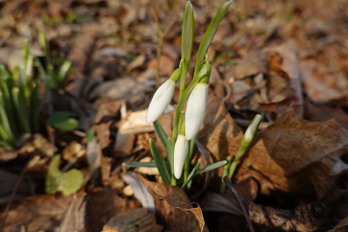Весны приметы... - Галина Весны приметы... - Галина