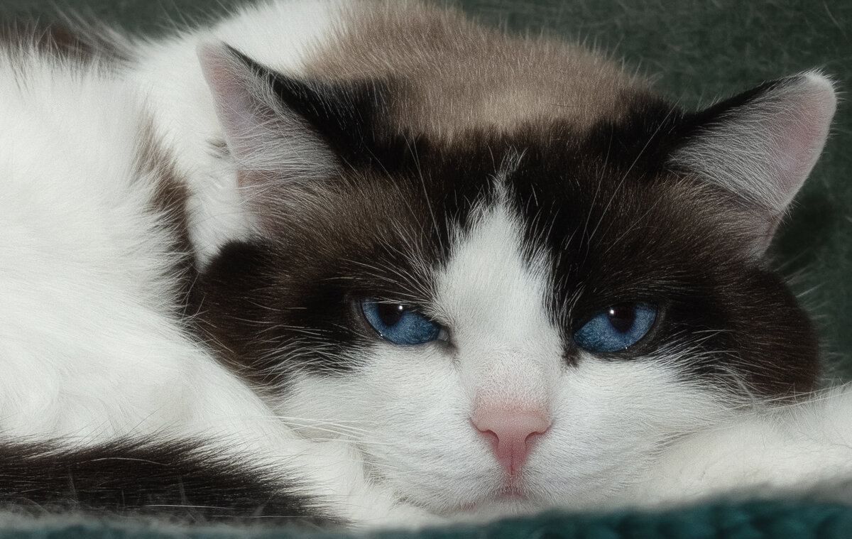 ПОРТРЕТ СЕРЬЁЗНОЙ ДАМЫ  ) - Володька Завитушкин