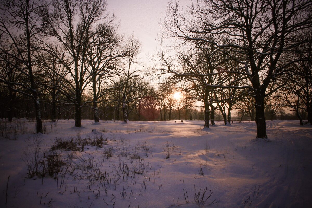 Загородный парк. На закате. - Вячеслав Владимирович