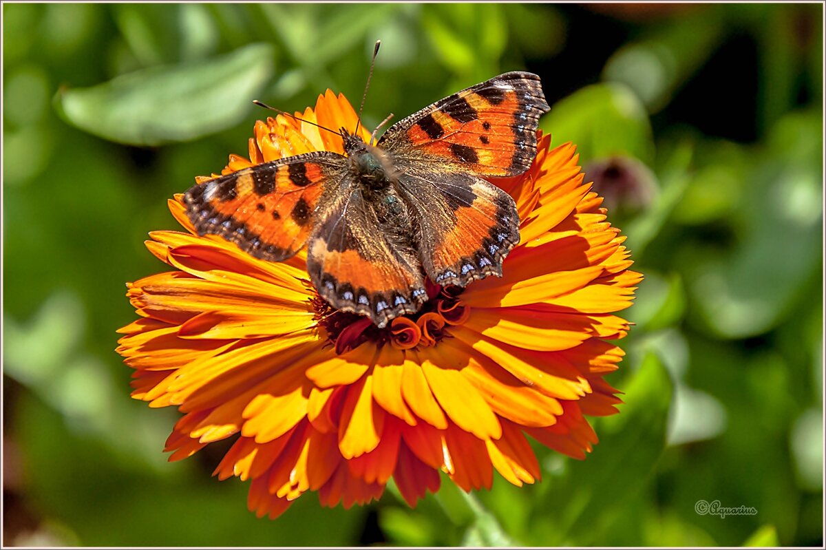 Про сентябрь... - Aquarius - Сергей Про сентябрь... - Aquarius - Сергей