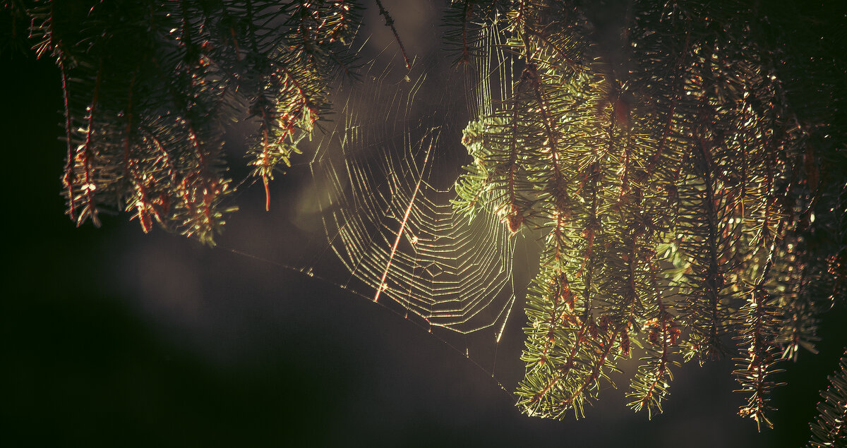 *** - Виктор Иванович Чернюк