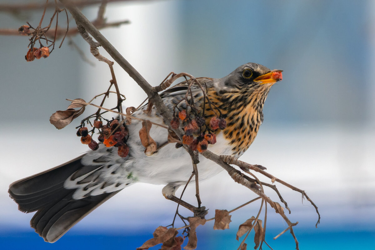 ***** - Виталий Емельянов ***** - Виталий Емельянов