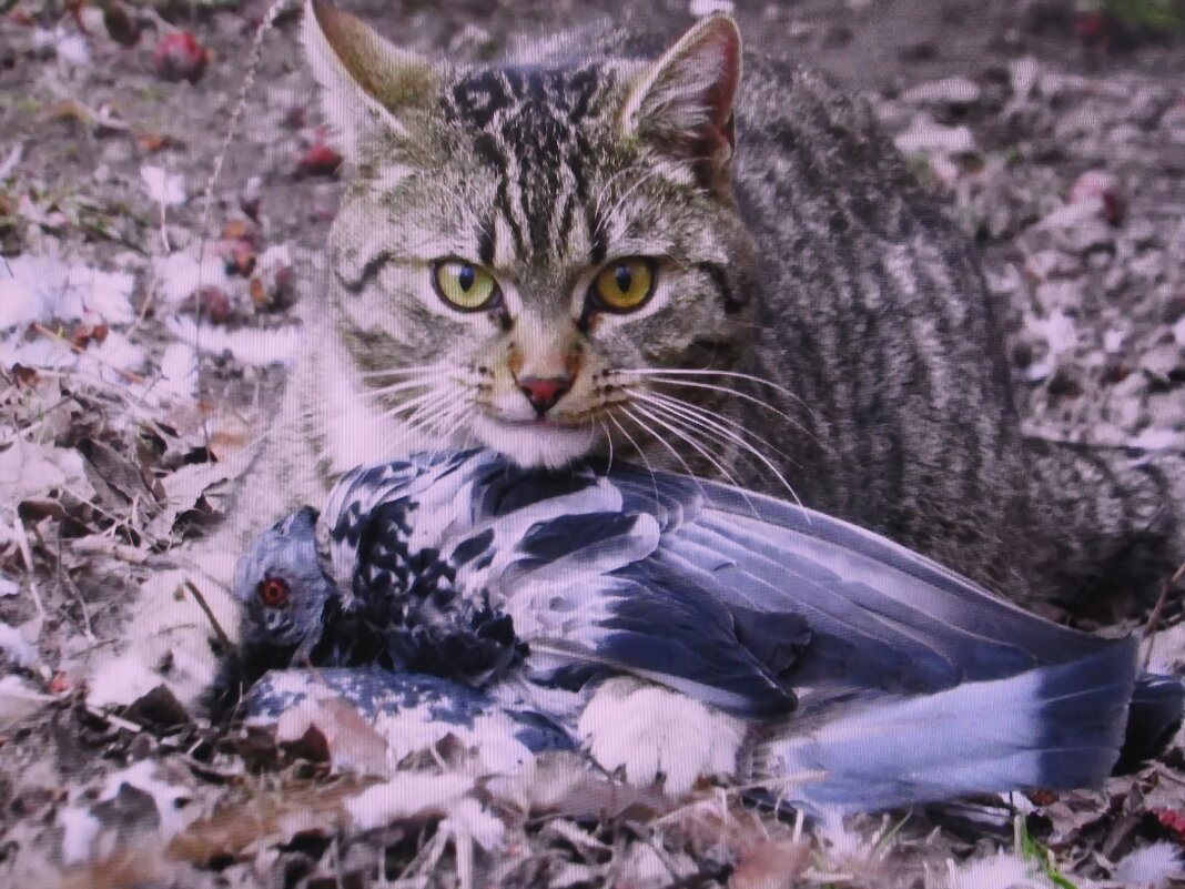 Голубя поймал - Людмила Смородинская Голубя поймал - Людмила Смородинская