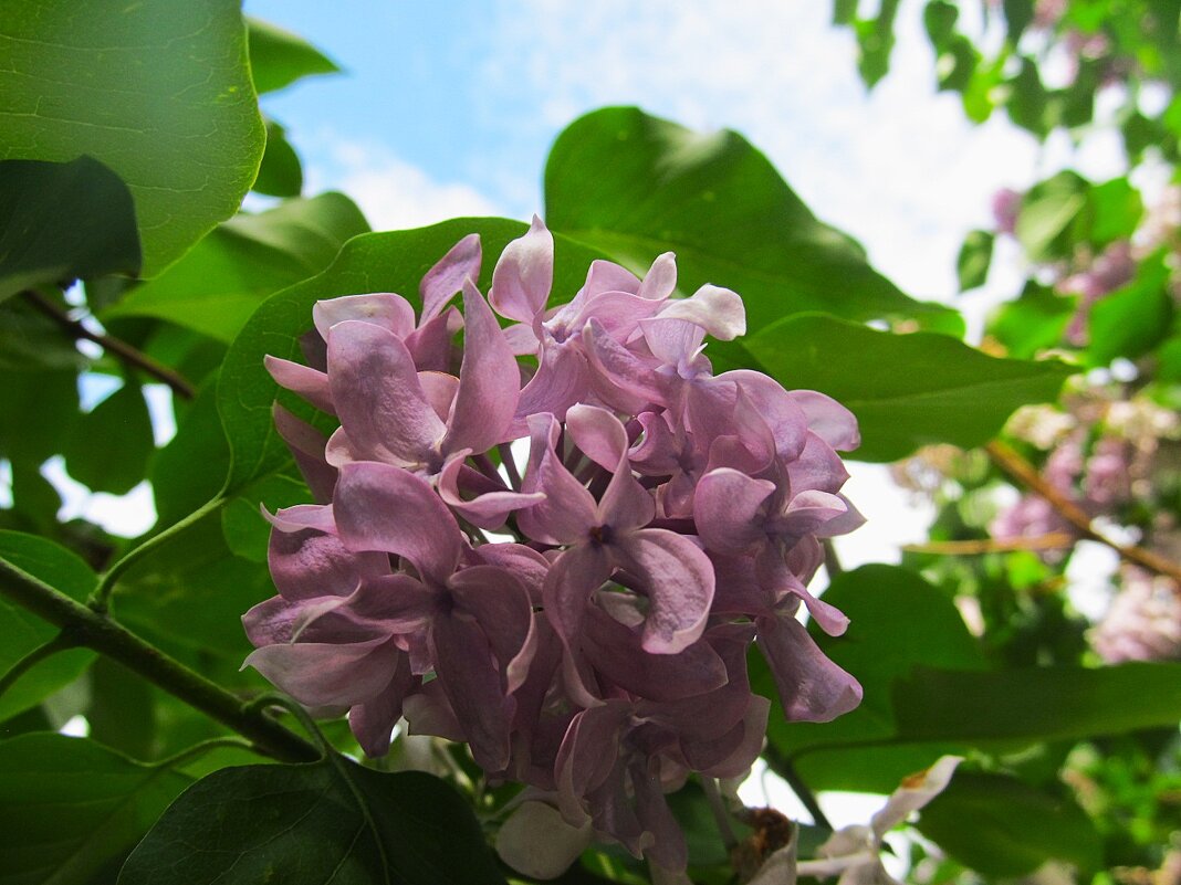 Скоро ! - Елена Шаламова Скоро ! - Елена Шаламова