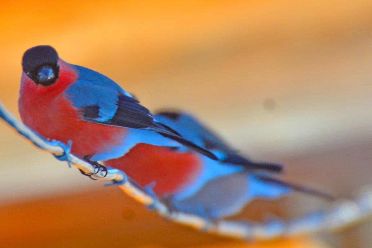 снегири вы мои снегири - леонид логинов снегири вы мои снегири - леонид логинов