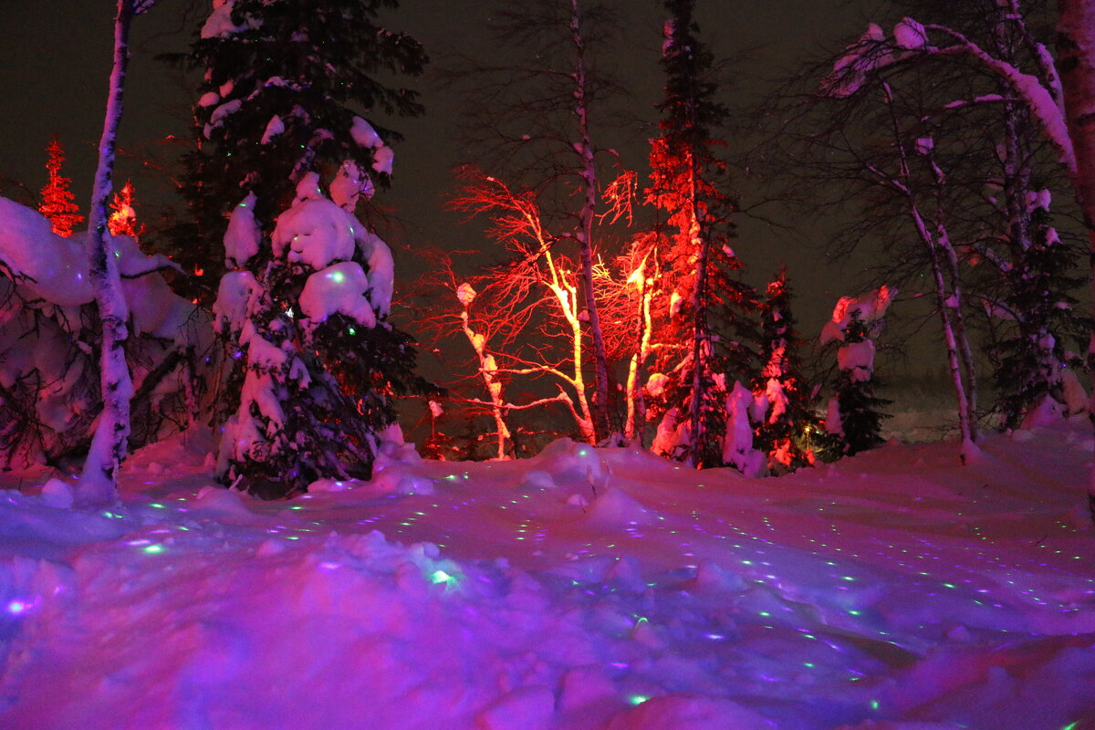 В Таинственном лесу - Ольга В Таинственном лесу - Ольга