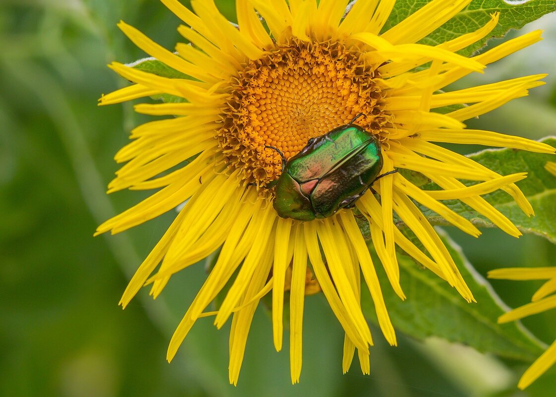 Краски лета. Жук бронзовка. - Алексей Трухин Краски лета. Жук бронзовка. - Алексей Трухин